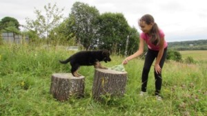 Как отучить щенка кусаться от dogrf.ru