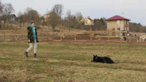 Воспитание щенка немецкой овчарки Рокки от DOGrf.ru
